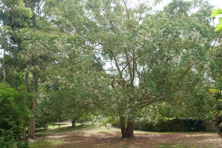 Eucalyptus Amygdalina
