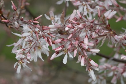 Amelanchier 'La Paloma'