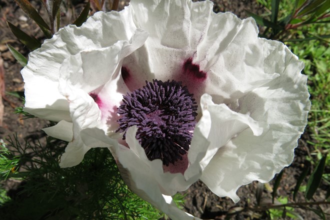 Papaver Orientale 'Royal Wedding'