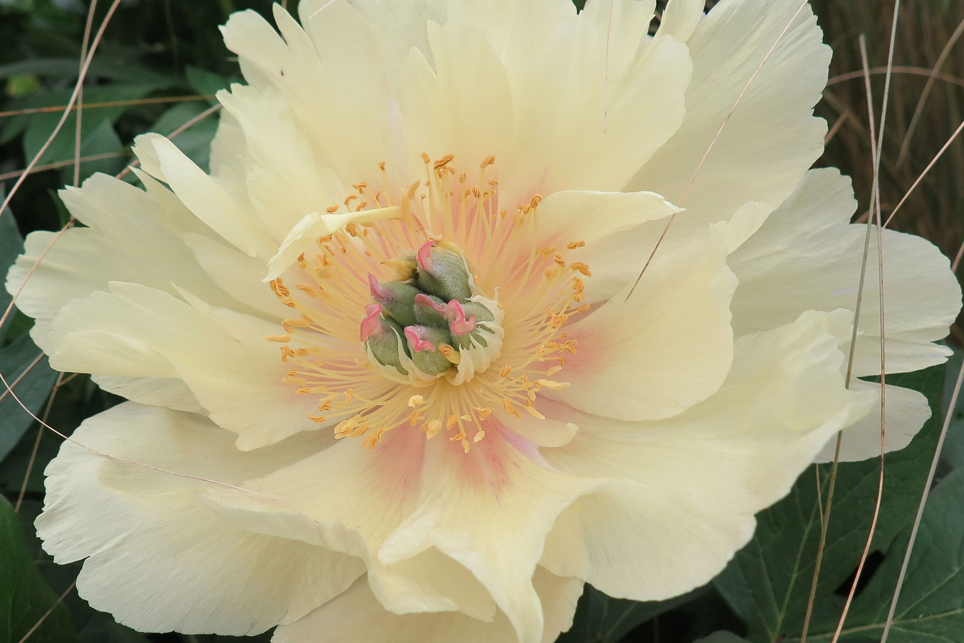 Paeonia Garden Treasure