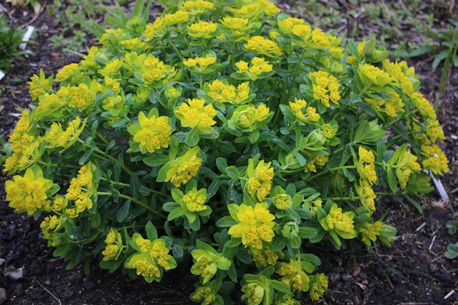 Euphorbia epithymoides compact