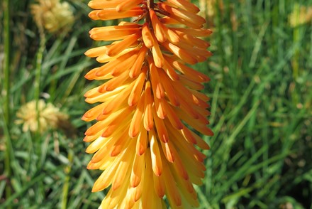 Kniphofia 'Tawny King'