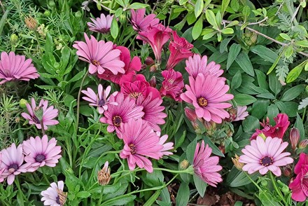 Osteospermum 'Sennen Sunrise'