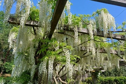 3 Visits in a Year, A Record for The Surrey Group's Wisteria Collection!