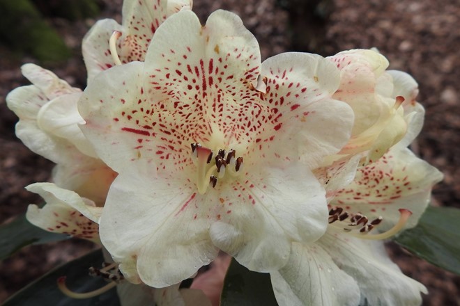 Rhododendron 'Leonardslee Primrose'