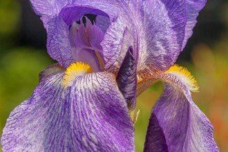 Iris 'Benton Blue John'