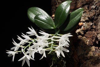 Aerangis Hyaloides