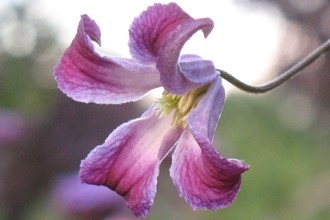 Clematis Viticella 'Pendragon'