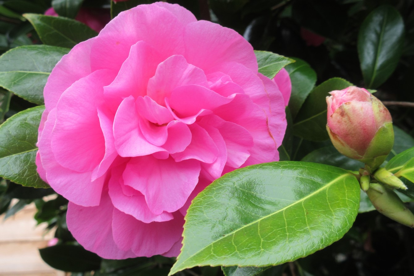 Camellia × Williamsii 'Yesterday'