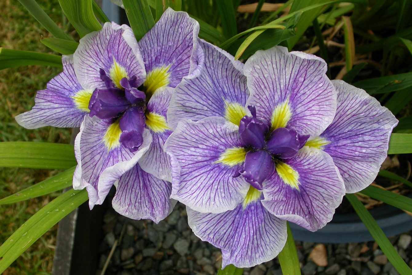Iris ensata 'Rowden Autocrat'