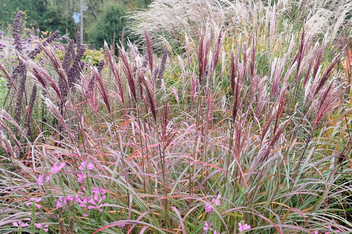 Miscanthus 'Redchief'