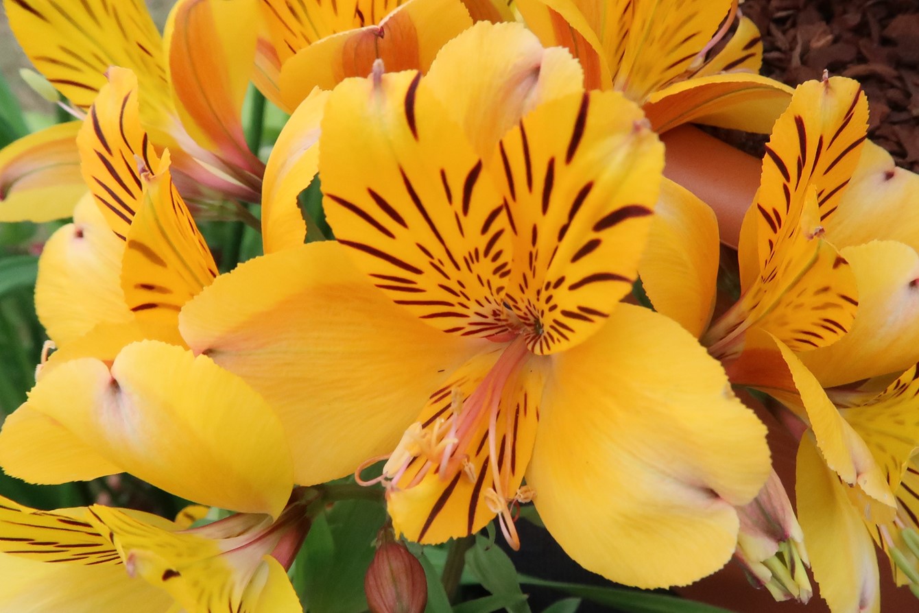 Alstroemeria 'Golden Delight'