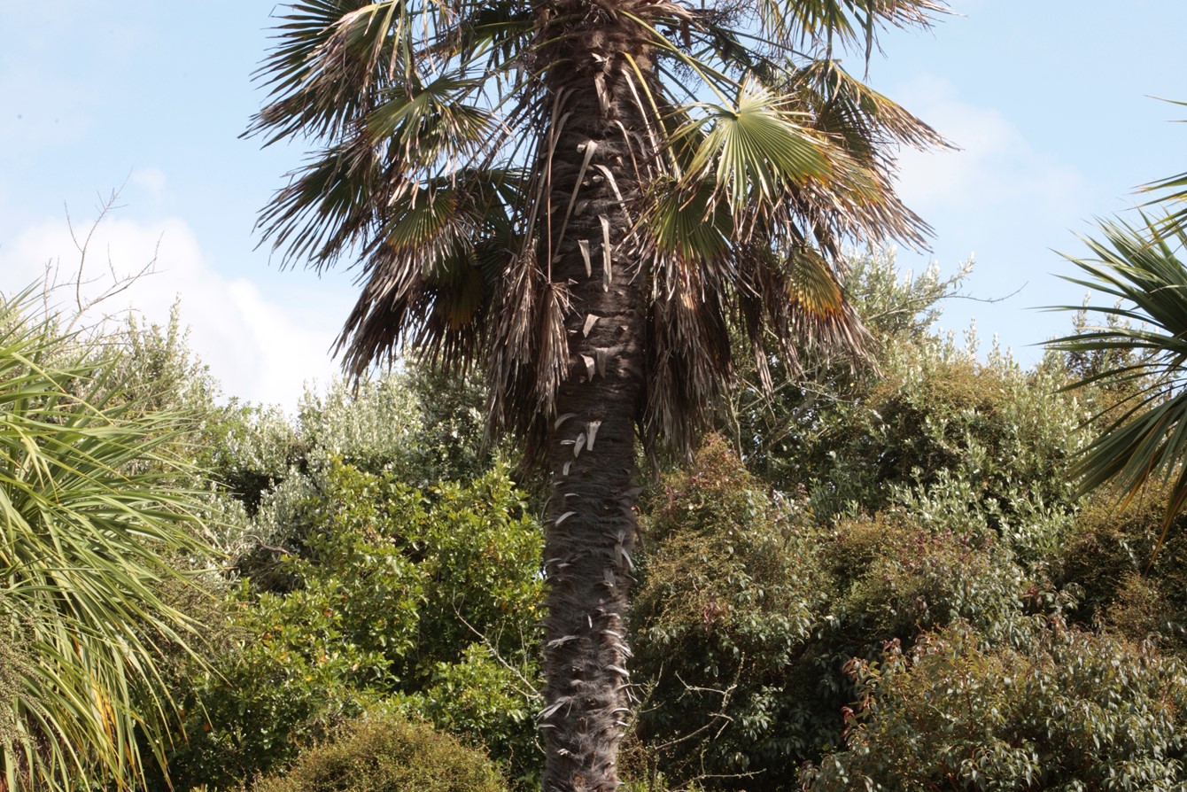 Arecaceae