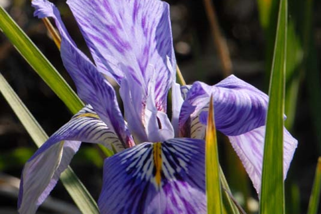 Iris Unguicularis 'Kilbroney Marble'