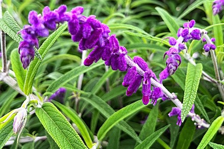 Salvia Leucantha 'Midnight'