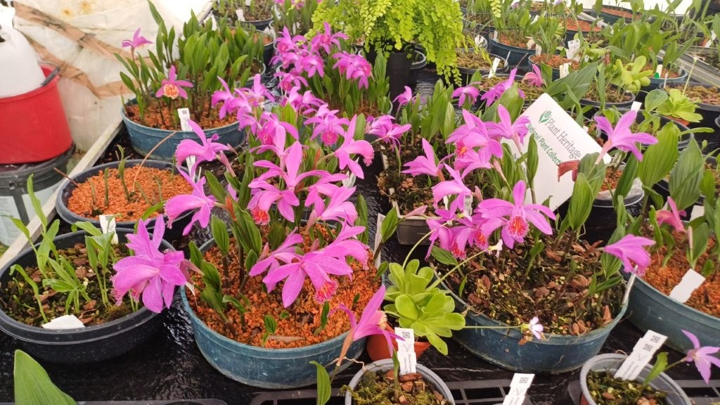 The Pleione Collection
