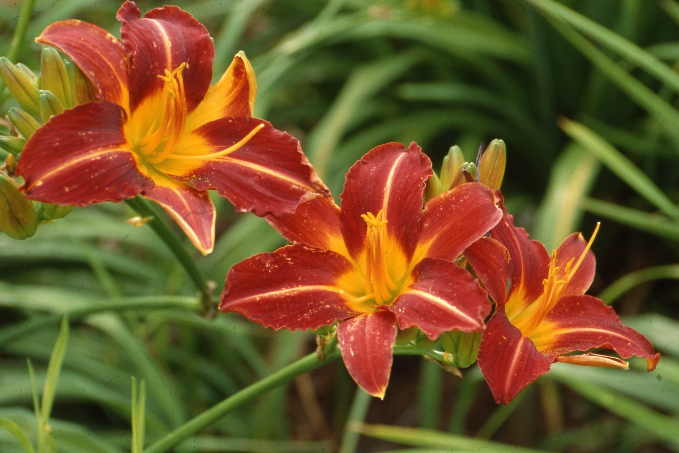 Hemerocallis 'Stafford'