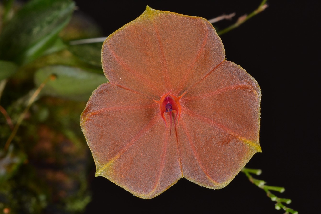Lepanthes Telipogoniflora