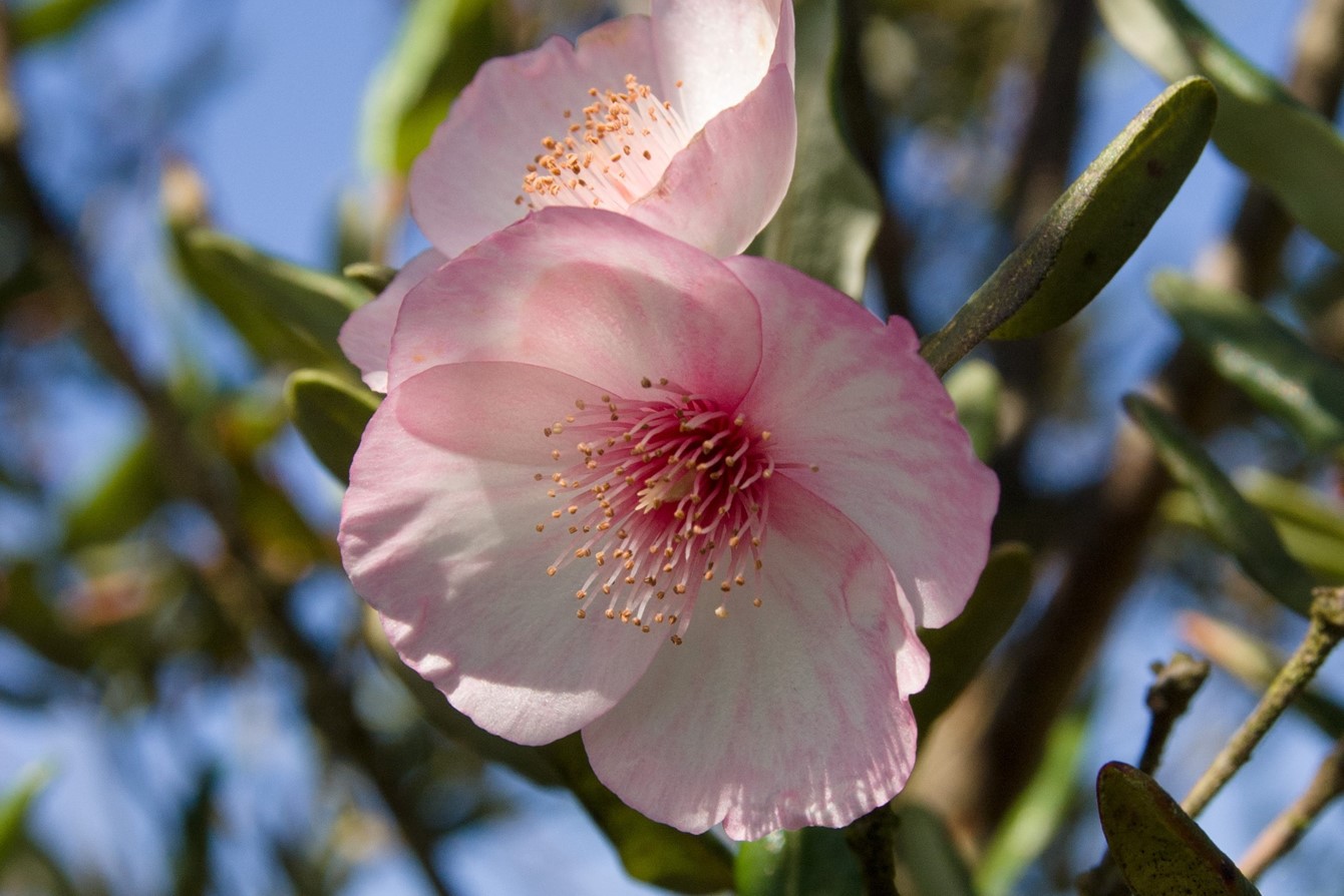 Eucryphia Lucida 'Pink Cloud'