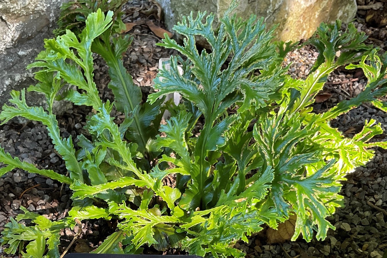 Asplenium scolopendrium 'Ramo Marginatum'