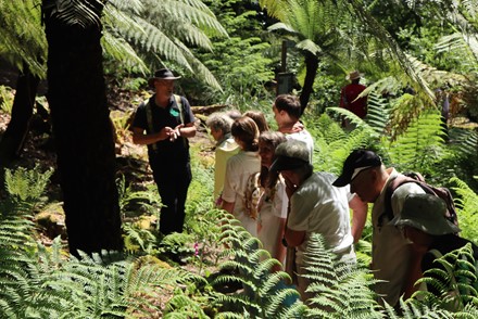 Canonteign Falls National Plant Collection of Dryopteris (Ferns)