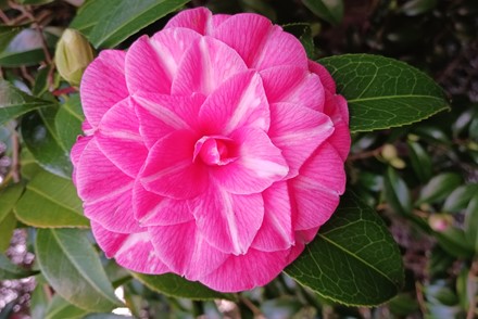 Camellia Japonica 'Baronne Leguay'