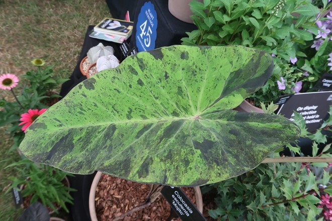 Colocasia esculenta 'Mojito'