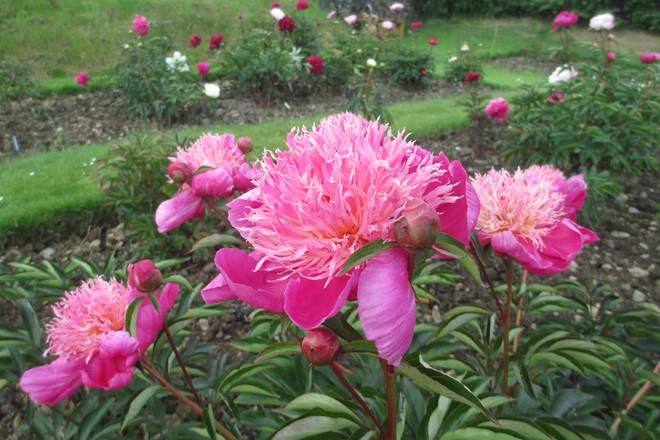 Paeonia 'Kelways Majestic'