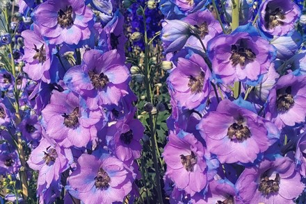 Delphinium elatum 'Conspicuous'