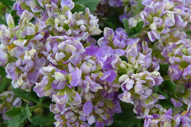 Aubrieta 'Shangarry'