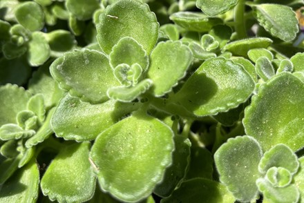 Coleus 'Menthol Eucalyptus'