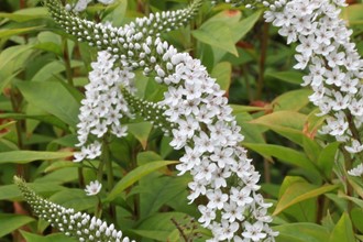 Lysimachia Clethroides