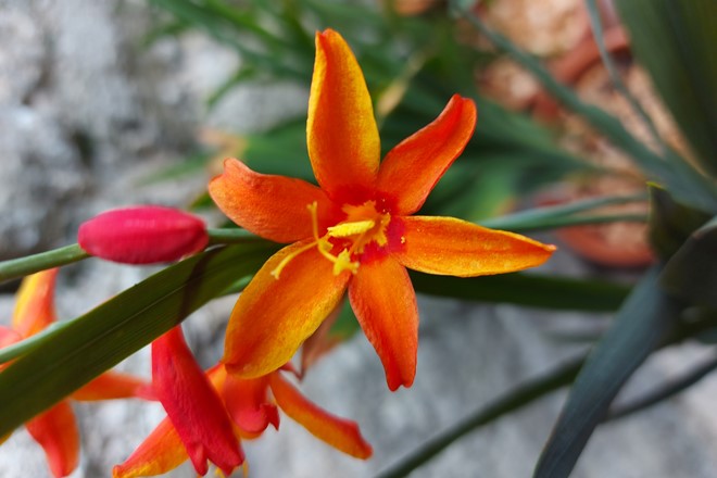 Crocosmia ‘Bressingham Dark Fires’