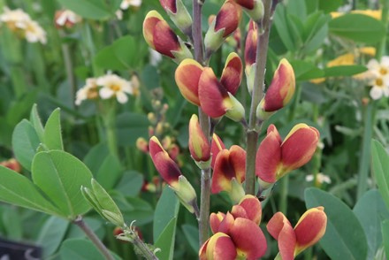 Baptisia 'Cherries Jubilee'