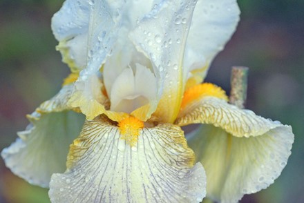 Iris 'Silvery Moon'