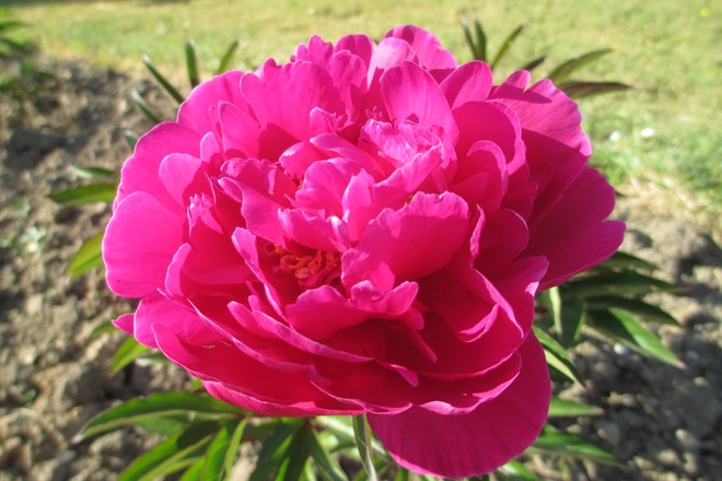 Paeonia 'Birket Foster'