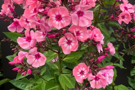 Phlox paniculata 'Larissa'
