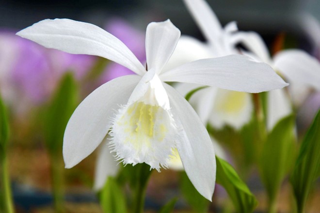 Pleione formosana ’Snow White’