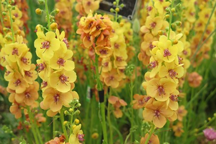 Verbascum 'Clementine'