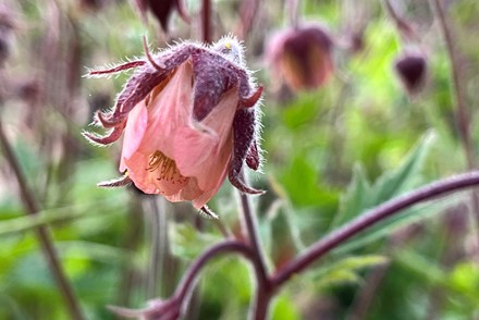 Geum Rival Marika