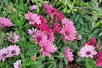 Osteospermum 'Sennen Sunrise'