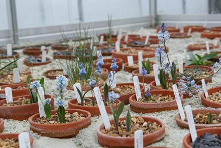 Hyacinthella National Plant Collection