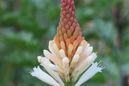 Kniphofia 'Modesta'