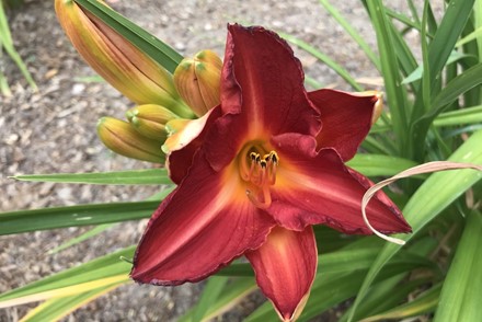 Hemerocallis Robert Coe