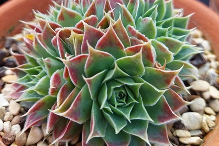 Jovibarba heuffelii ‘Jade’
