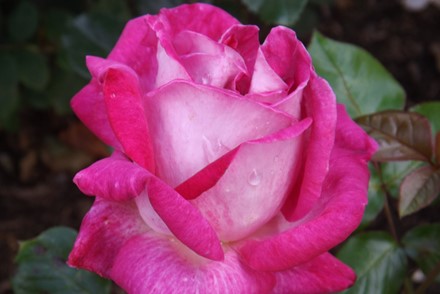 Rosa 'Silver Lining'