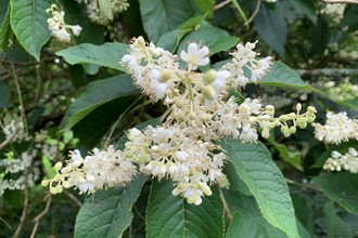 Clethra