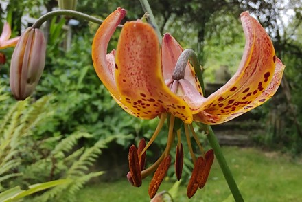 Lilium 'Ellen Willmott'